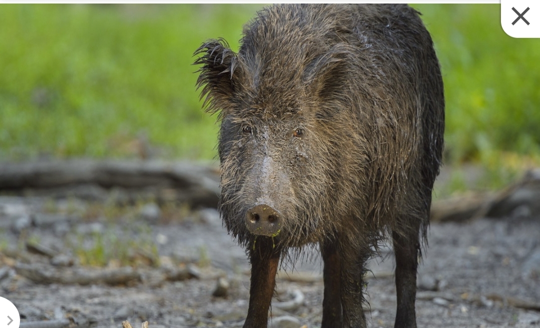 Salerno, hunter massacred by a wild boar: in what condition does he arrive in hospital