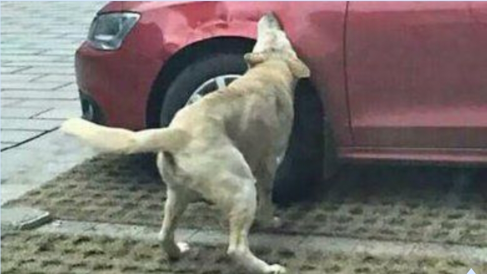 The mystery of damaged cars and punctured tires for months in a small village in Molise has been solved: it was the dog Billy, now the owner will have to pay compensation