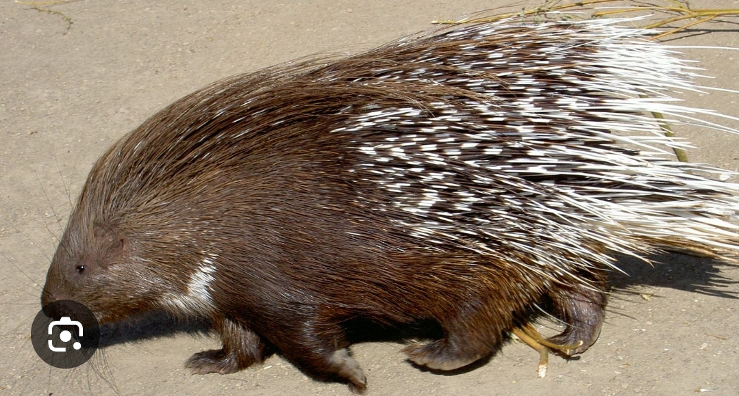 WHEN YOU KILLED PONKUPIN IN A DREAM MEANING